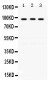 Anti-KAT2A/GCN5 Picoband Antibody